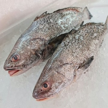 RARE DEALS! Black Spotted Croaker 棉鱼 (Refer To Description) RARE DEALS! Black Spotted Croaker 棉鱼 (Refer To Description)