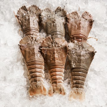 RARE DEALS! Crayfish 虾婆 (refer to description) RARE DEALS! Crayfish 虾婆 (refer to description)