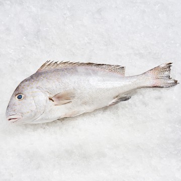 RARE DEALS! Yellow Spotted Snapper 加记鱼  (refer description)