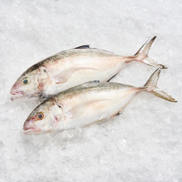 RARE DEALS! Bludger Trevally 青针鱼 (Refer Description)