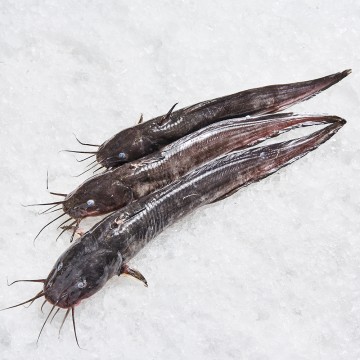 RARE DEALS! Catfish 泥鳅鱼 (refer to description)