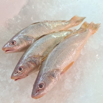 RARE DEALS! Small Reeve Croaker 地黄鱼 (3 fishes / 900g - 1kg) RARE DEALS! Small Reeve Croaker 地黄鱼 (3 fishes / 900g - 1kg)