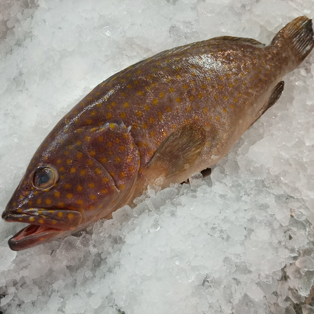 Seafood