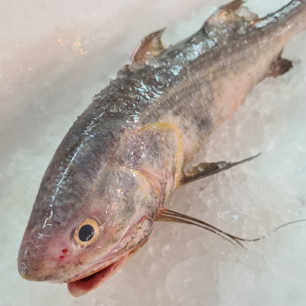 Seafood