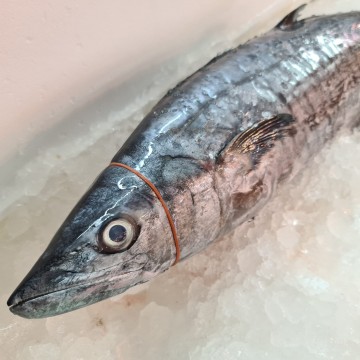 RARE DEALS! Huge Batang Whole 巴当 (refer to description)