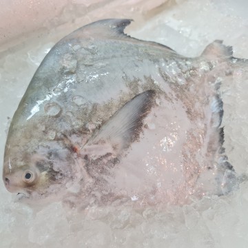 RARE DEALS! Huge Chinese Pomfret 大斗鲳 (Refer Description)