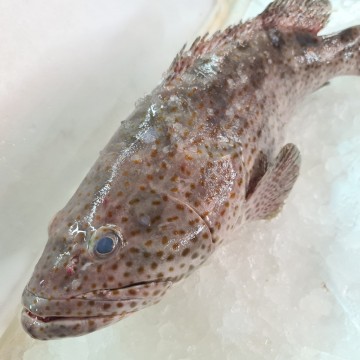 RARE DEALS! Huge Grouper 大石斑 (refer description) RARE DEALS! Huge Grouper 大石斑 (refer description)