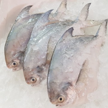 RARE DEALS! Big White Pomfret 大白鲳 (refer to description)
