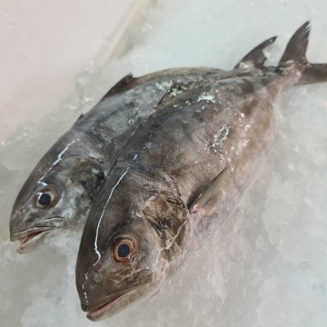 RARE DEALS! Black-Banded Trevally 香鱼 (refer description) RARE DEALS! Black-Banded Trevally 香鱼 (refer description)