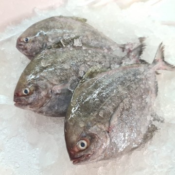 RARE DEALS! Small Black Pomfret 小黑鲳 (refer description)