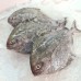 Seafood