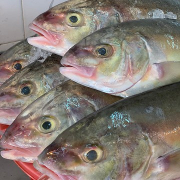 bludger trevally 青针鱼 (refer description)