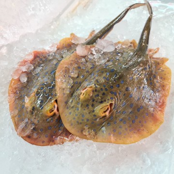 RARE DEALS! Bluespotted Ribbontail Ray 蓝点魔鬼鱼 (refer description)