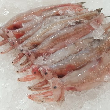 RARE DEALS! Bombay Duck 西丁 (refer to descriptions)