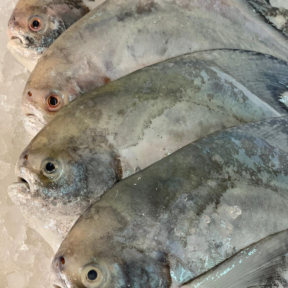 RARE DEALS! Frozen Chinese Pomfret 冰冻斗昌 (refer description)