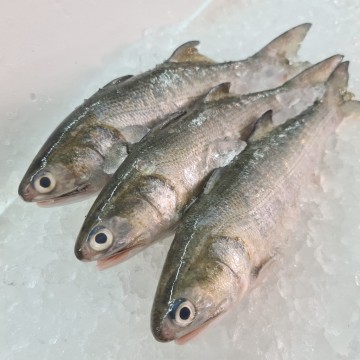 RARE DEALS! Fourfinger Threadfin 午鱼孙 (refer description)