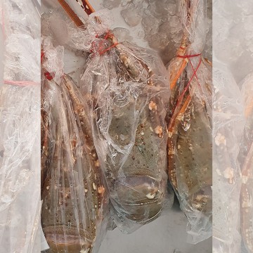 Frozen Sea Lobster 冰冻海龙虾 (refer description)