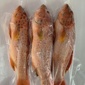RARE DEALS! Frozen Seven Star Grouper 冰冻七星斑 (refer description)