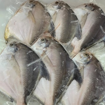 Frozen White Pomfret (Small) 冰冻小白昌 (refer description)