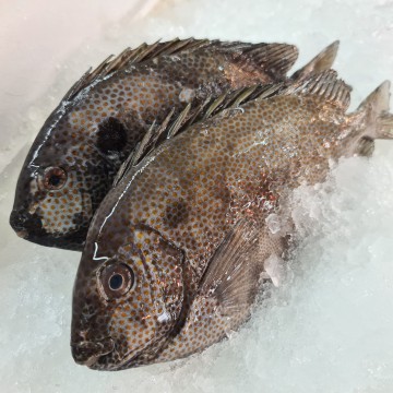 RARE DEALS! Gold-Spotted Rabbitfish 花点 (refer description)