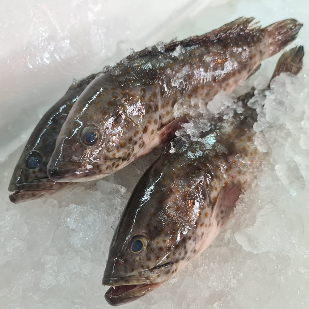 Seafood