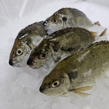 RARE DEALS! Hainan White Rabbit 海南白肚鱼 RARE DEALS! Hainan White Rabbit 海南白肚鱼