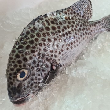 RARE DEALS! Wild Big Harlequin Sweetlips 野生大厚唇石鲈 (Refer Description)