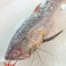 Seafood