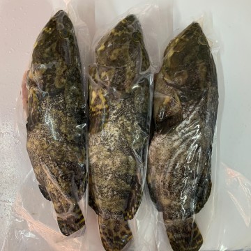 RARE DEALS! Frozen Pearl Grouper 冰冻龙虎斑 (refer description)