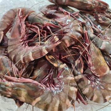 RARE DEALS! Wild Kuruma Prawns 野生九节虾 (refer description)