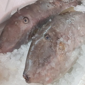 RARE DEALS! Leather Jacket 竹仔鱼(with head and skin) (refer to description)