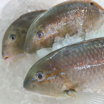RARE DEALS! Wild Small Parrot Fish 野生小青衣 (refer description)