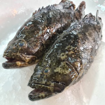 RARE DEALS! Big Pearl Grouper 大龙虎斑 (refer description) RARE DEALS! Big Pearl Grouper 大龙虎斑 (refer description)