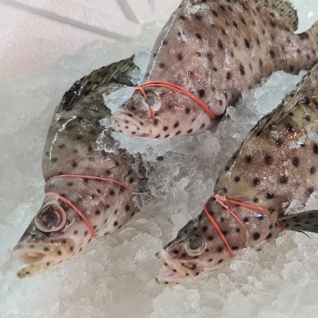 RARE DEALS! Rat Grouper 老鼠斑 (refer description) RARE DEALS! Rat Grouper 老鼠斑 (refer description)