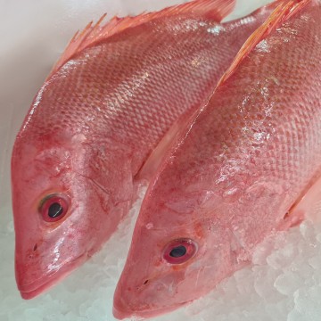 RARE DEALS! Wild Big Red Snapper 野生中红鸡 (refer to description)