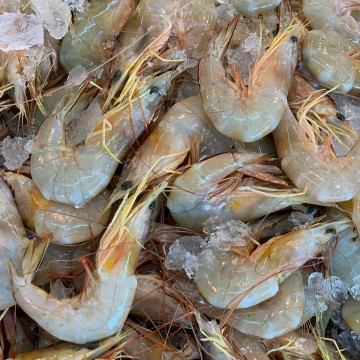 RARE DEALS! Red Legged Prawn 红脚虾 (Quantity vary / kg) RARE DEALS! Red Legged Prawn 红脚虾 (Quantity vary / kg)