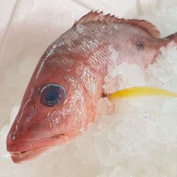 RARE DEALS! Russel's Snapper 红鰽记