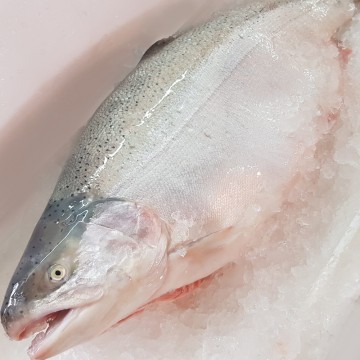 RARE DEALS! Huge Salmon Trout 鳟鱼 (refer to descriptions)