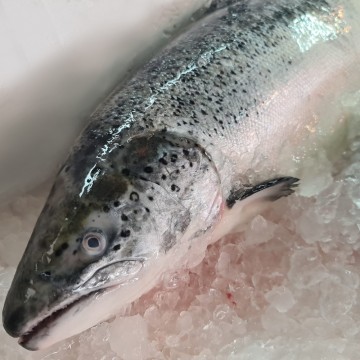 RARE DEALS! King Salmon  蛙鱼 (Refer Description)