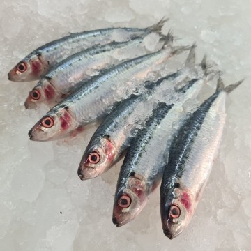 RARE DEALS! Sardines 沙丁鱼 (refer to descriptions) RARE DEALS! Sardines 沙丁鱼 (refer to descriptions)