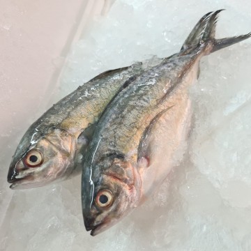 RARE DEALS! Herring Scad (Selar Ban) 色拉伴 (refer description) RARE DEALS! Herring Scad (Selar Ban) 色拉伴 (refer description)