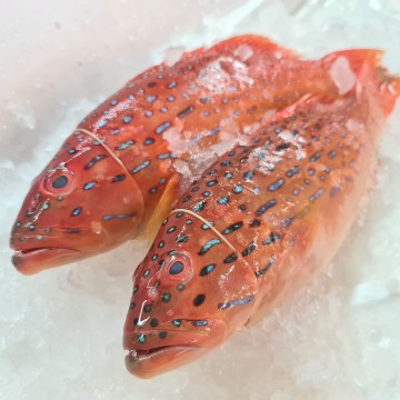 RARE DEALS! Seven Star Grouper 七星斑 (refer to descriptions) RARE DEALS! Seven Star Grouper 七星斑 (refer to descriptions)