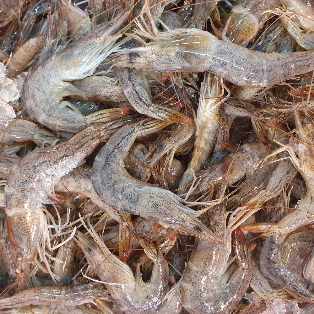 Frozen Seafood