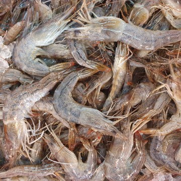 Frozen Wild Small Black Prawns 冰冻野生小黑虾 approx 200g