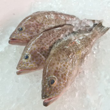 RARE DEALS! Small Flower Grouper 小花斑 (refer to description) RARE DEALS! Small Flower Grouper 小花斑 (refer to description)