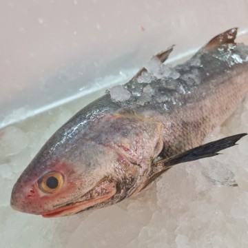 RARE DEALS!  Threadfin 野生小午鱼 (refer description)