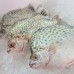 Seafood