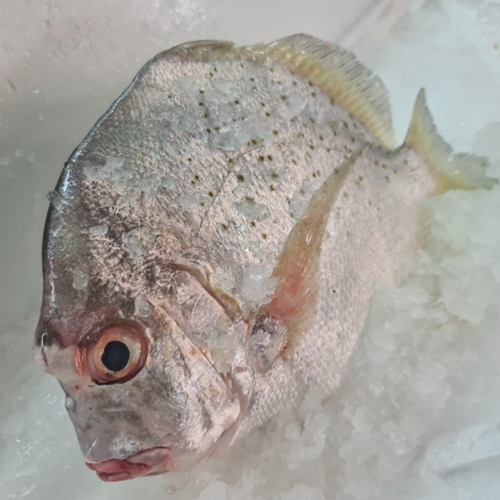 Seafood