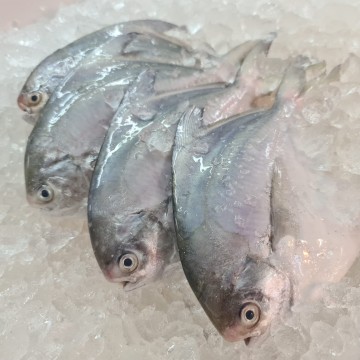 RARE DEALS! Surabaya Small White Pomfret 泗水小白鲳 RARE DEALS! Surabaya Small White Pomfret 泗水小白鲳