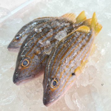 RARE DEALS! Small Spanish Flag Snapper (Tee Boon) 小赤笔仔鱼( refer to descriptions)